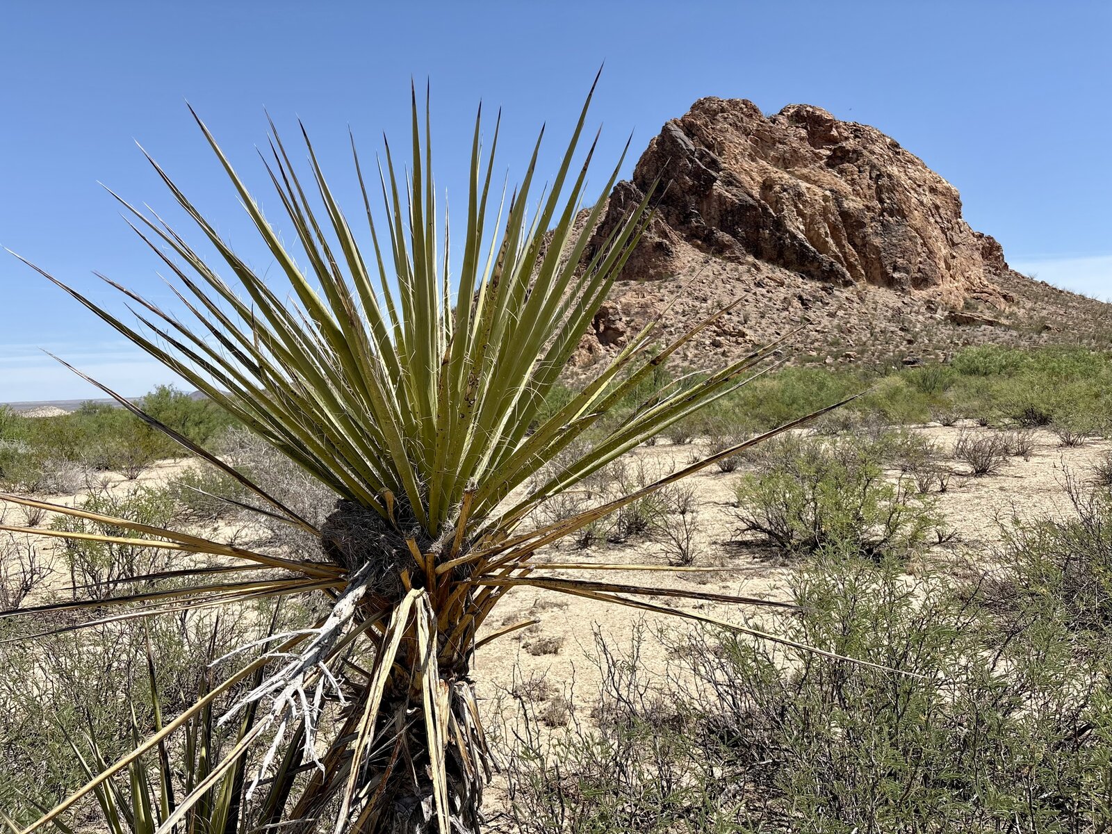 Yucca in the foreground with Camel Hump Rock behind