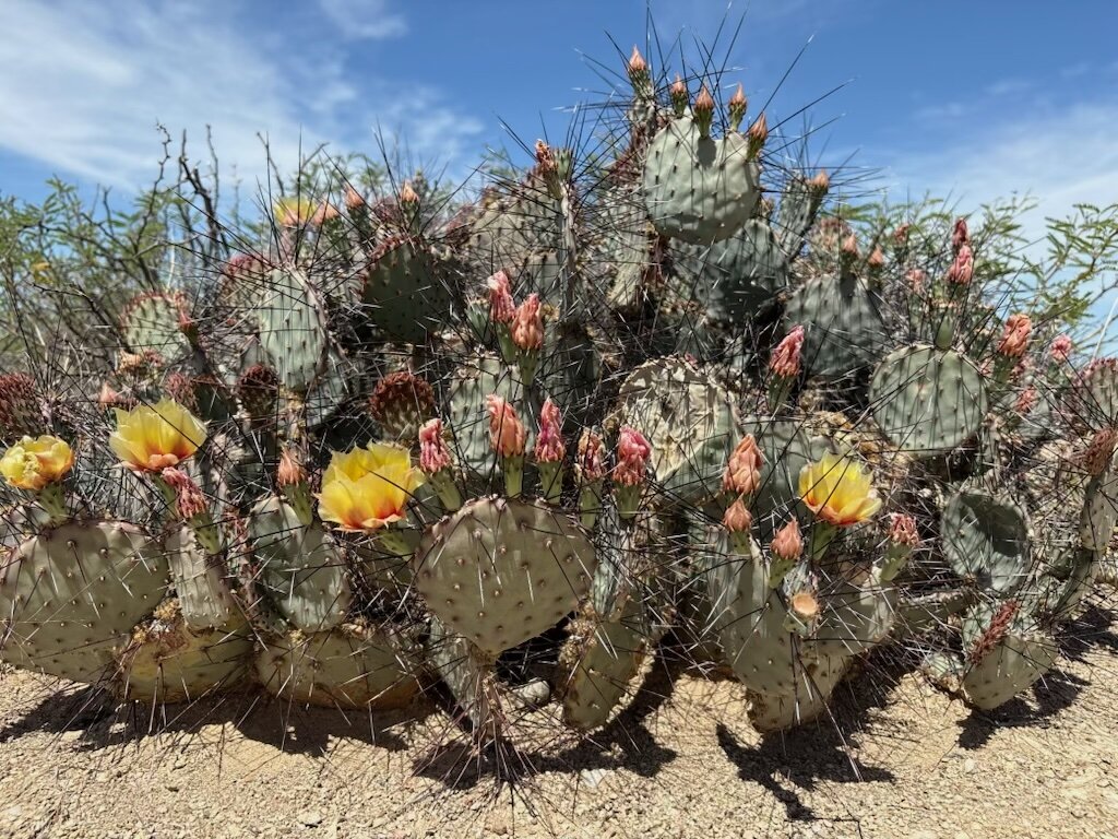 Prickly pear in spring bloom
