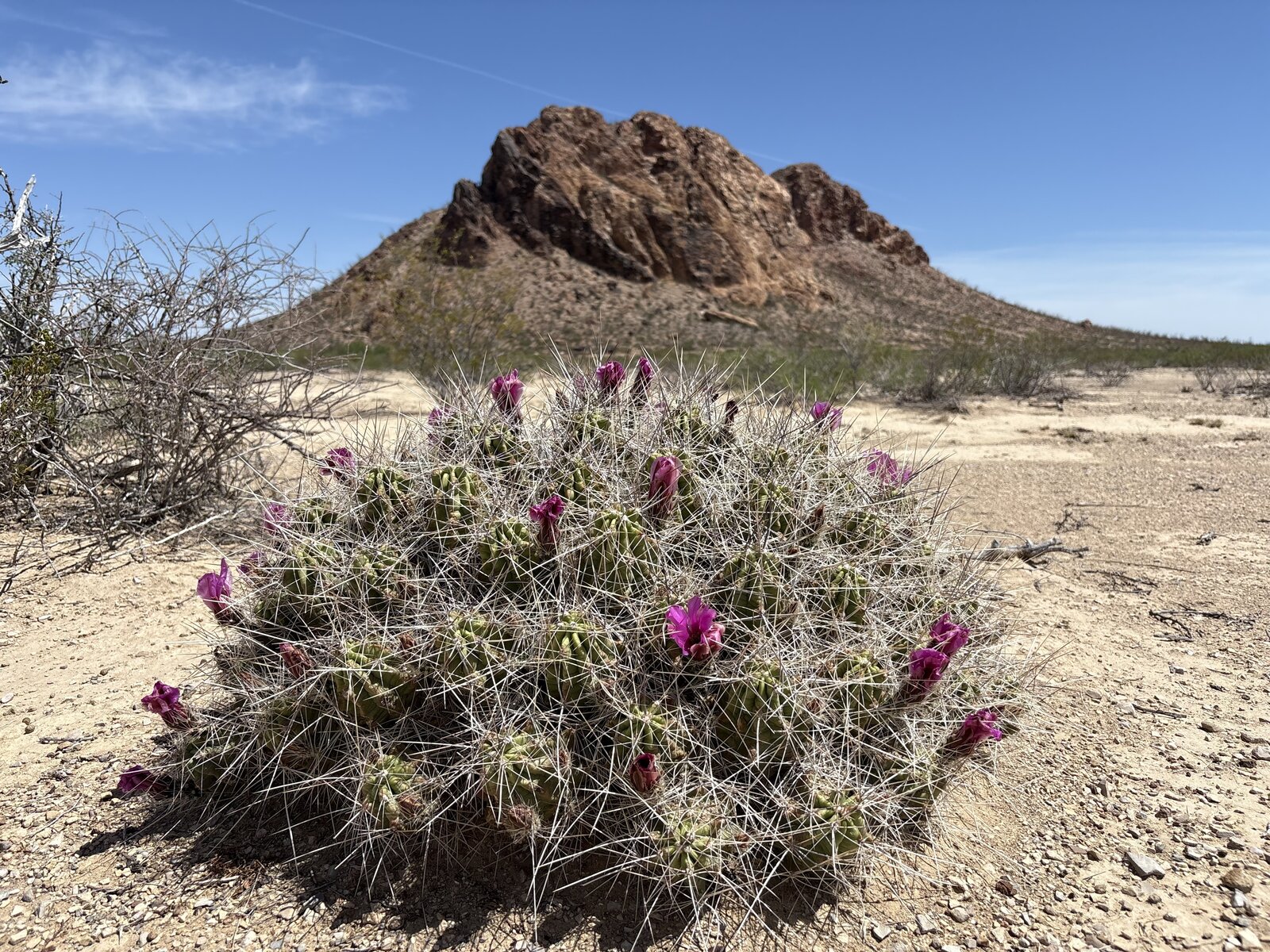 Purple flowering cactus with Camel Hump Rock