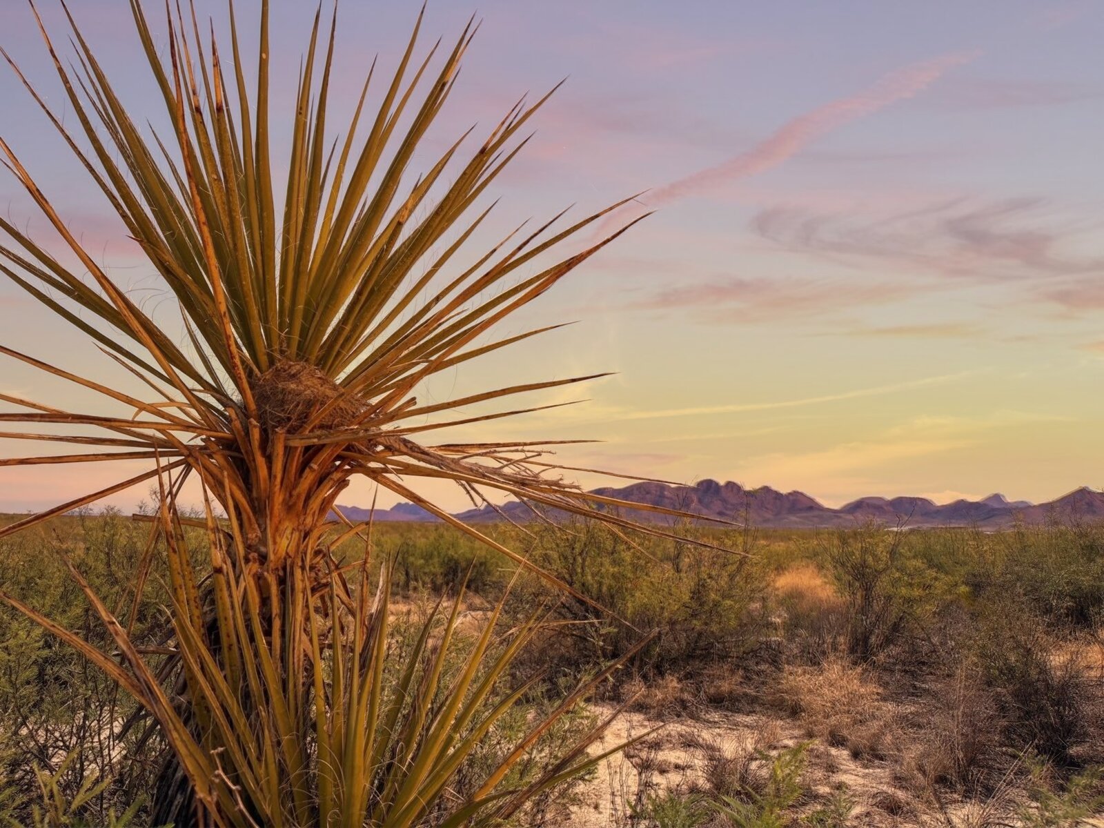 Yucca at golden hour with mountains in the distance